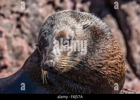 Maschio adulto Guadalupe pelliccia sigillo (Arctocephalus townsendi) tirato fuori su Isla San Pedro Martir, Baja California, Messico Foto Stock