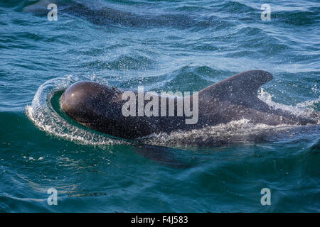 A breve alettato di balene pilota (Globicephala macrorhynchus) affiorante vicino a Isla San Pedro Martir, Baja California, Messico Foto Stock