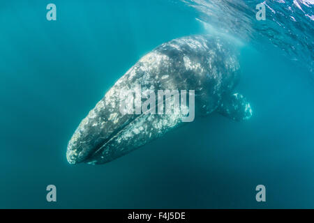 California balena grigia (Eschrichtius robustus) madre sott'acqua in San Ignacio Laguna, Baja California Sur, Messico Foto Stock