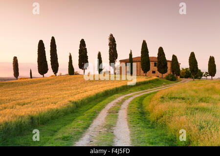 Agriturismo con cipressi al tramonto, nei pressi di Pienza, Val d'Orcia (Val d'Orcia), l'UNESCO, in provincia di Siena, Toscana, Italia Foto Stock