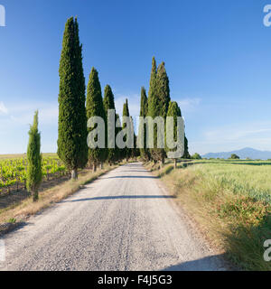 Viale di Cipressi, nei pressi di Pienza, Val d'Orcia (Val d'Orcia), il Sito Patrimonio Mondiale dell'UNESCO, in provincia di Siena, Toscana, Italia Foto Stock