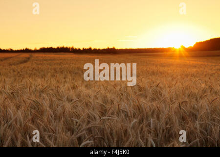 Cornfield in estate al tramonto, Alpi sveve, Baden-Württemberg, Germania, Europa Foto Stock