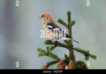 Crossbill in un albero alto Foto Stock