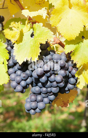 Vigneti con vino rosso uva in autunno, Uhlbach, Baden-Württemberg, Germania, Europa Foto Stock