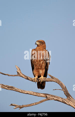 Bruno eagle (Aquila rapax), Kgalagadi Parco transfrontaliero, abbracciando l'ex Kalahari Gemsbok National Park, Sud Africa Foto Stock