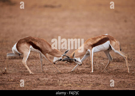 Due Springbok bucks combattimenti, Kgalagadi Parco transfrontaliero, ex Kalahari Gemsbok National Park, Sud Africa Foto Stock