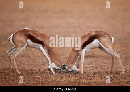 Due Springbok bucks combattimenti, Kgalagadi Parco transfrontaliero, ex Kalahari Gemsbok National Park, Sud Africa Foto Stock