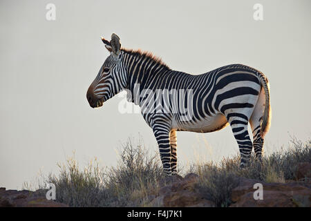 Cape mountain zebra (Equus zebra zebra), Karoo National Park, Sud Africa e Africa Foto Stock