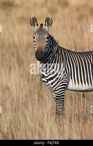 Cape mountain zebra (Equus zebra zebra), Mountain Zebra National Park, Sud Africa e Africa Foto Stock