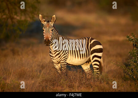 Cape mountain zebra (Equus zebra zebra) mare, Mountain Zebra National Park, Sud Africa e Africa Foto Stock