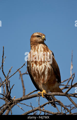 Steppa poiana (comune poiana (Buteo vulpinus) (Buteo buteo vulpinus), Mountain Zebra National Park, Sud Africa e Africa Foto Stock