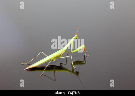 Un green mantis strisciando su un titolo di riflessione Foto Stock