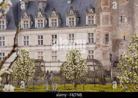 Simmetricamente bellissimi giardini presso il castello di Villandry, UNESCO, Valle della Loira, Indre et Loire, centro, Francia Foto Stock