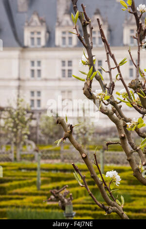 Simmetricamente bellissimi giardini presso il castello di Villandry, UNESCO, Valle della Loira, Indre et Loire, centro, Francia Foto Stock