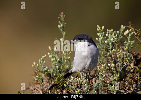 Shrike fiscale (politica fiscale) (Lanius collaris), Addo Elephant National Park, Sud Africa e Africa Foto Stock