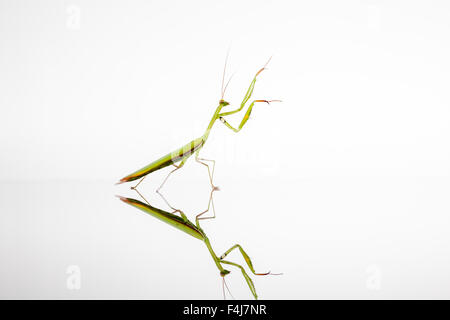 Un green mantis strisciando su un titolo di riflessione Foto Stock