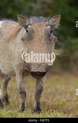 Warthog (Phacochoerus aethiopicus), Addo Elephant National Park, Sud Africa e Africa Foto Stock