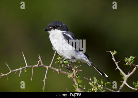 Shrike fiscale (politica fiscale) (Lanius collaris), Addo Elephant National Park, Sud Africa e Africa Foto Stock