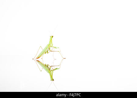 Un green mantis strisciando su un titolo di riflessione Foto Stock