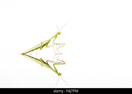 Un green mantis strisciando su un titolo di riflessione Foto Stock