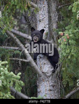 Black Bear (Ursus americanus) cub di anno in un albero, il Parco Nazionale di Yellowstone, Wyoming, Stati Uniti d'America Foto Stock