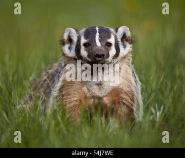 American badger (Taxidea taxus), il Parco Nazionale di Yellowstone, Wyoming negli Stati Uniti d'America, America del Nord Foto Stock