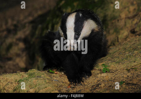 Badger emergente dal set. Dorset, Regno Unito Agosto 2015 Foto Stock