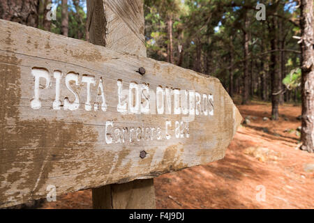 Itinerario a piedi attraverso la foresta a La Esperanza, Tenerife, Isole Canarie, Spagna. Foto Stock