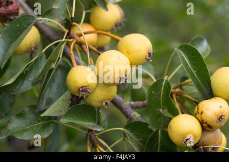Wild Pera, frutta, Wilde Birne, Frucht, Früchte, Birnen, Wildbirne, Wilder Birnbaum, Holzbirne, Holz-Birne, Pyrus pyraster Foto Stock