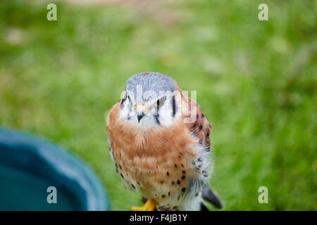 Un Captive American gheppio,Falco sparverius,sul suo pesce persico Foto Stock