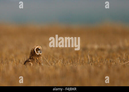 Breve eared gufo comune (asio flammeus) nel campo di steppa, Bagerova steppa, penisola di Kerch, Crimea, Ucraina, Luglio 2009 Foto Stock