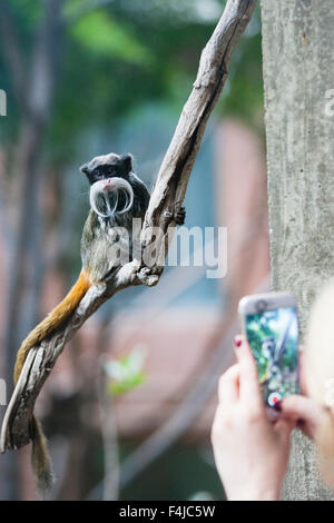 Il 7 ottobre, ZSL London Zoo. Un visitatore utilizza il suo videofonino (r) per scattare una foto di un emporor tamarind scimmia in ZSL London Zoo Foto Stock