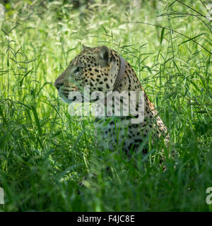 Leopard con un collare di radio, il Parco Nazionale di Etosha, Namibia, Africa Foto Stock