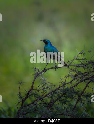 Cape Glossy Starling, il Parco Nazionale di Etosha, Namibia, Africa Foto Stock