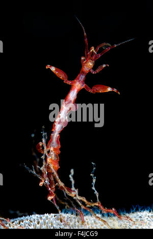 Lo scheletro di gamberi Caprellidea (sp) su un hydroid sul mare-mat / Lacy bryozoan crosta (Membranipora membranacea) Saltstraumen, attaccapanni, Foto Stock