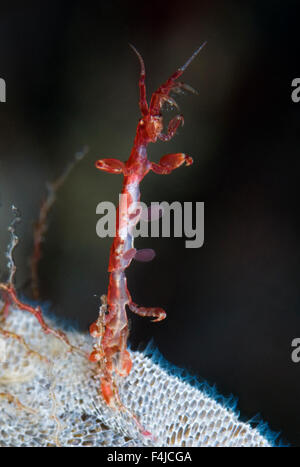 Lo scheletro di gamberi Caprellidea (sp) sul mare-mat / Lacy bryozoan crosta (Membranipora membranacea)Saltstraumen, attaccapanni, Norvegia, Ottobre Foto Stock