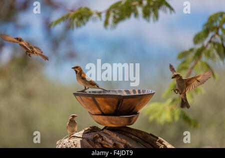 Uccelli Manakin prendere un bagno, Etendeka Palmwag, Namibia Africa. Foto Stock