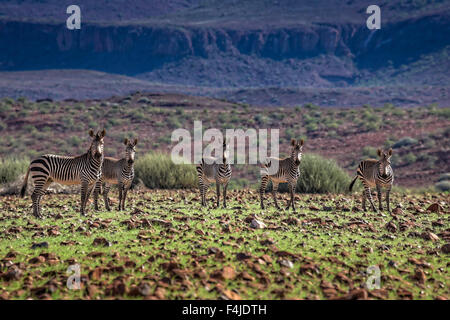 Mandria di zebre da Etendeka Mountain Lodge, Namibia, Africa Foto Stock