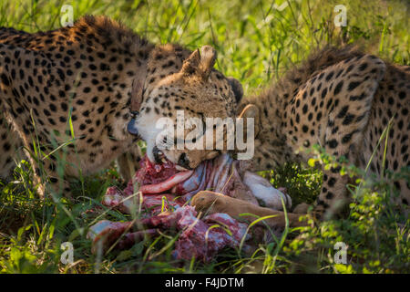 Ghepardi mangiare una gazzella, il Parco Nazionale di Etosha, Namibia, Africa Foto Stock