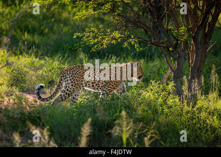 Leopard nel selvaggio che indossa un collare di radio, il Parco Nazionale di Etosha, Namibia, Africa Foto Stock