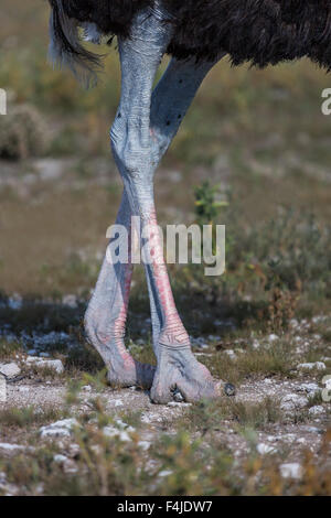 Ostrich nel selvaggio, il Parco Nazionale di Etosha Namibia, Africa Foto Stock