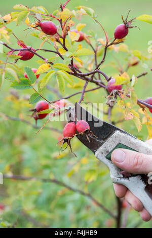 Rovistando cinorrodi utilizzando secateurs per tagliare loro dall'impianto Foto Stock