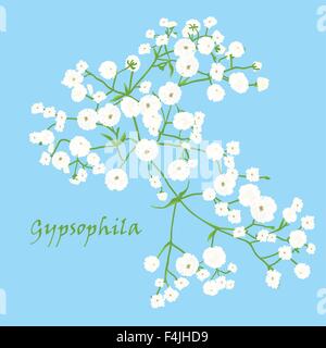 Ramo della bella disegnati a mano gypsophila Illustrazione Vettoriale