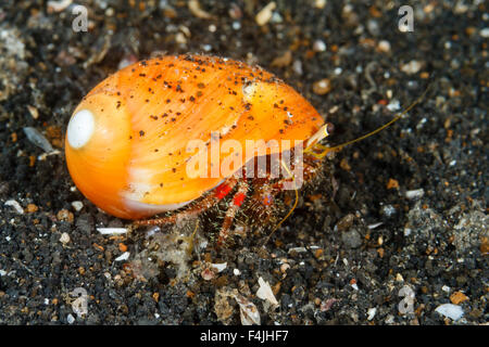 Il granchio eremita, Lembeh strait, Nord Sulawesi, Indonesia Foto Stock