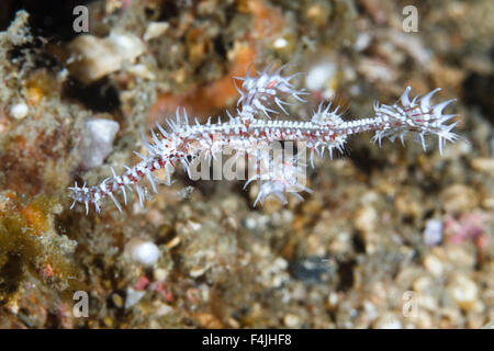 Ornati pipefish fantasma (Solenostomus paradoxus) Lembeh strait, Indonesia Foto Stock
