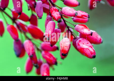 Berberis pachyacantha zabeliana, rosso barbery bacche Foto Stock