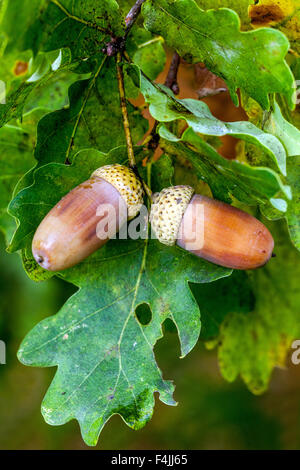 Acorns di quercia inglese, acorns di Quercus robur di foglie di acorns di foglia di quercia Foto Stock