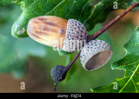 Ghianda di quercia inglese Quercus robur da vicino Foto Stock