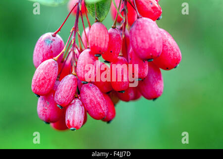 Berberis pachyacantha Zabeliana, autunno bacche Foto Stock