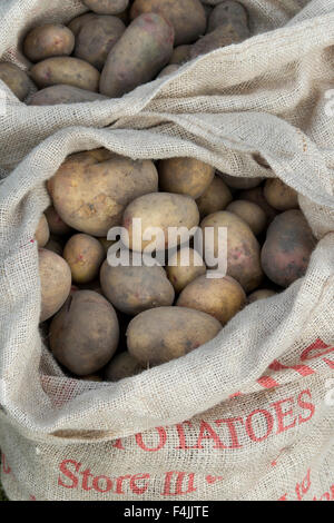 Patate raccolte in sacchi di Hesse Foto Stock